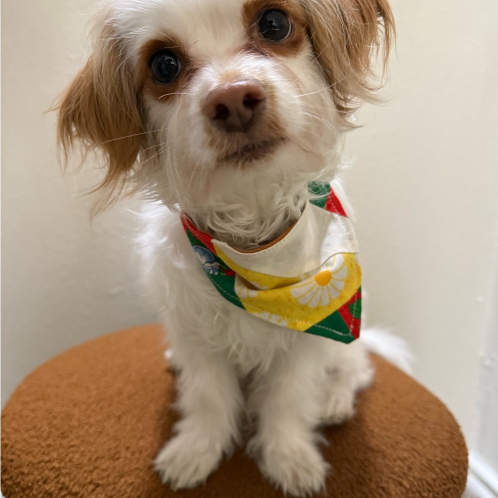 Colorful Dog Bandana